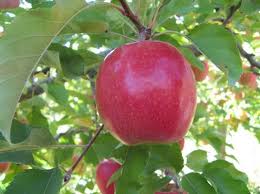 Washington State Yakima Valley best apple-producing areas in the world