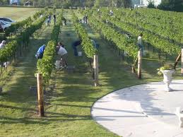 Washington South Central best Wine Country