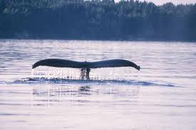 Humpback whale  Washington State Puget Sound Region